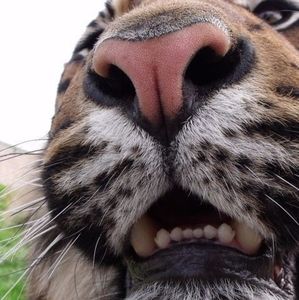 Meet your Posher, Finn